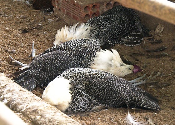 Đàn gà chết do H5N6