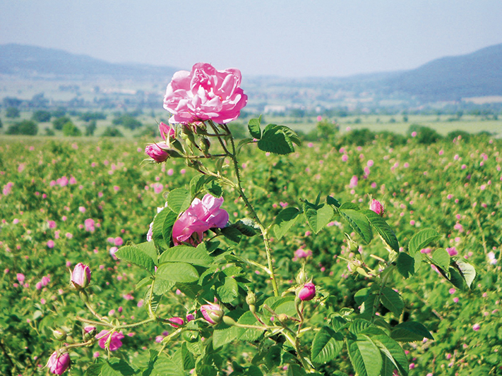 Thung lũng hoa hồng tại Bulgaria
